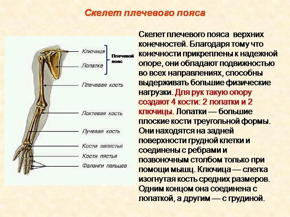 Особенности строения костей плечевого пояса. Скелет верхней конечности кости плечевого пояса. Строение скелета верхней конечности анатомия. Плечевой пояс и скелет верхних конечностей. В скелет верхних конечностей входит