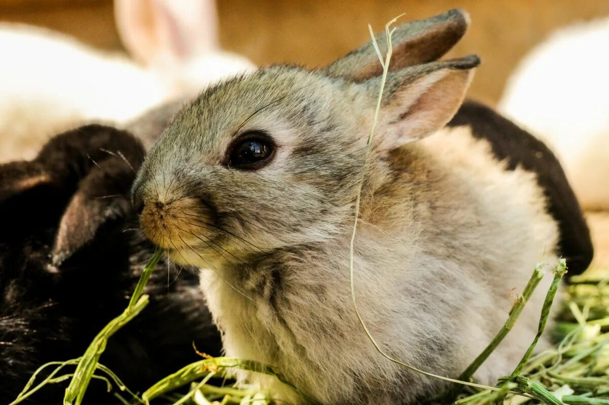 К каким животным относятся кролики. Кролики домашние. Кролик грызун. Европейский кролик.