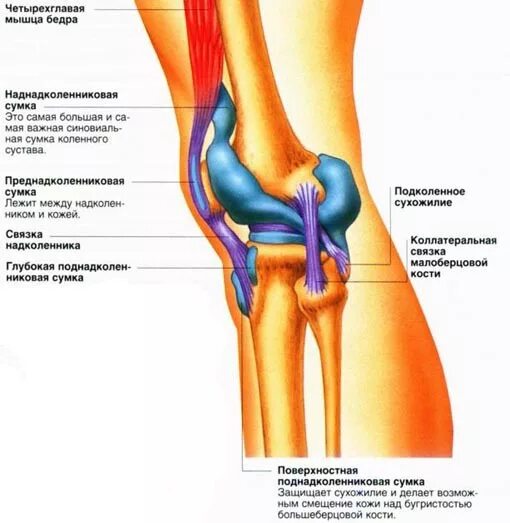 Препателлярная сумка коленного сустава анатомия. Синовиальные сумки коленного сустава анатомия. Полуперепончатая сумка коленного сустава анатомия. Верхний заворот коленного сустава.