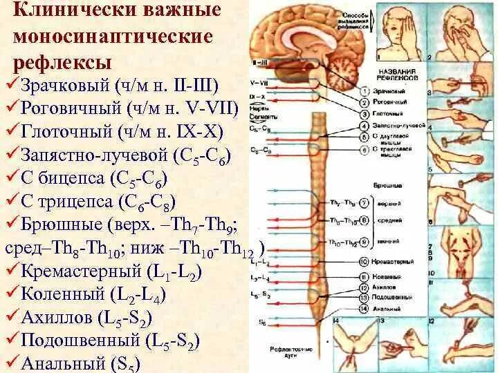 Клинически важные рефлексы. Важнейшие спинальные рефлексы. Клинически важные спинальные рефлексы. Сухожильные спинальные рефлексы.