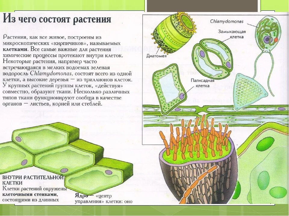 Тело высших растений состоит. Растения состоят из клеток. Растения внутри. Растение из клеток. Из чего состоит клетка растения.