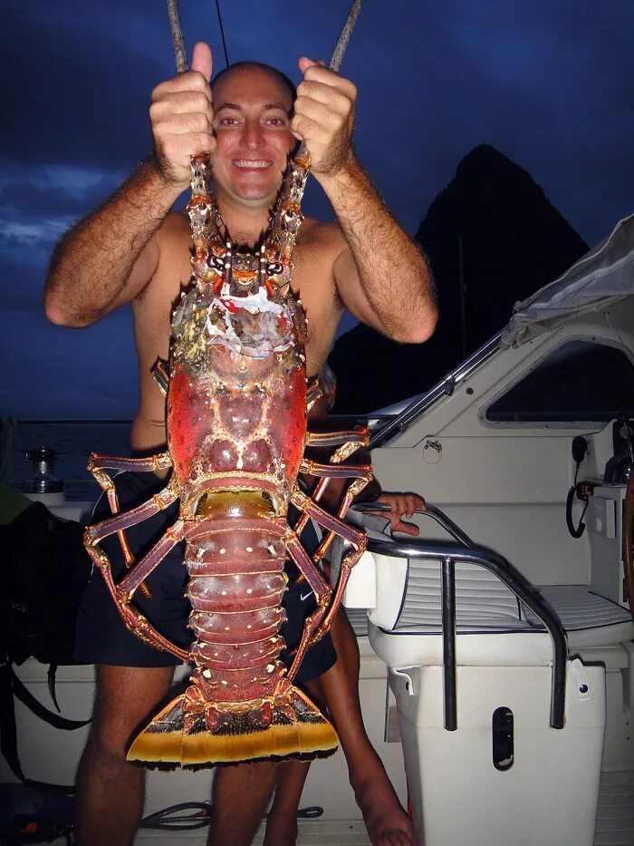Фото огромного рака. Американский Омар. Американский Омар гигант. Самые большие омары. Гигантский лангуст.