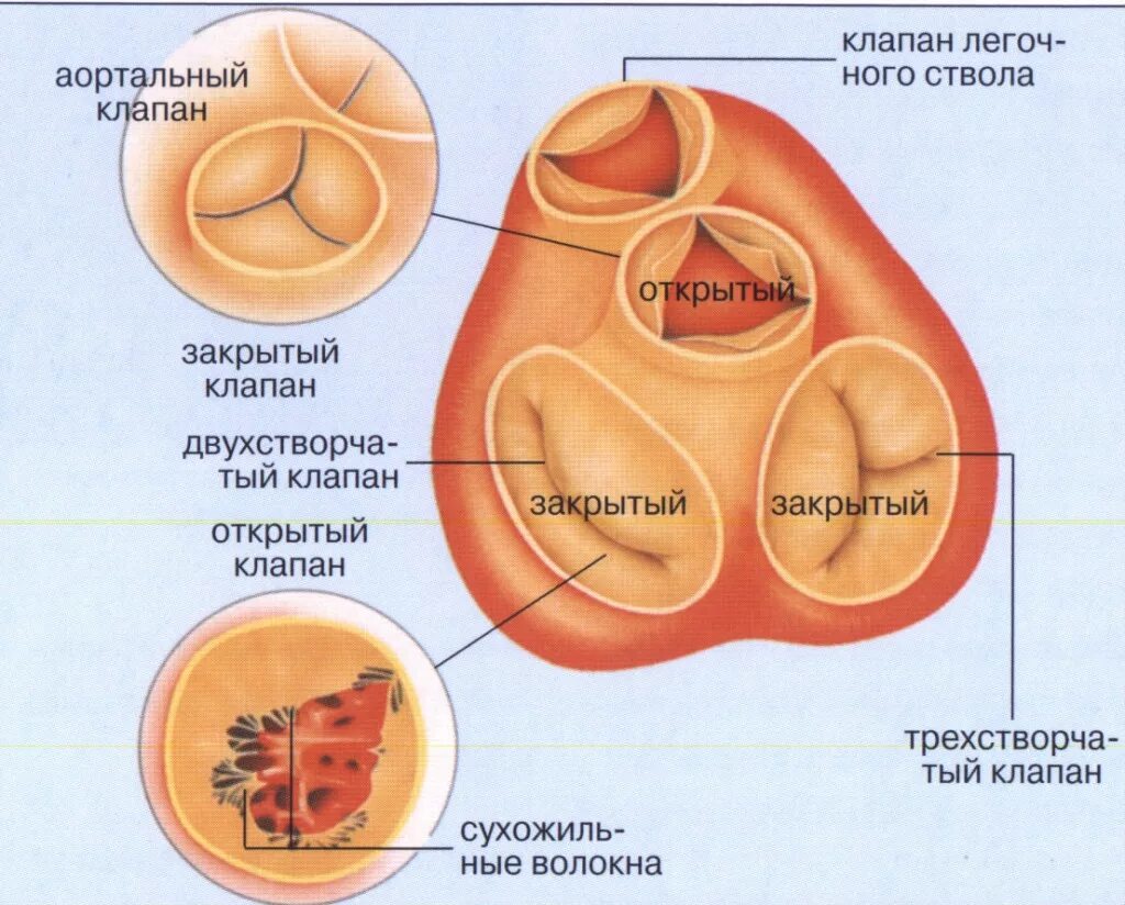 Картинки ПОЛУЛУННЫЕ КЛАПАНЫ ЗАКРЫТЫ СТВОРЧАТЫЕ КЛАПАНЫ ЗАКРЫТЫ