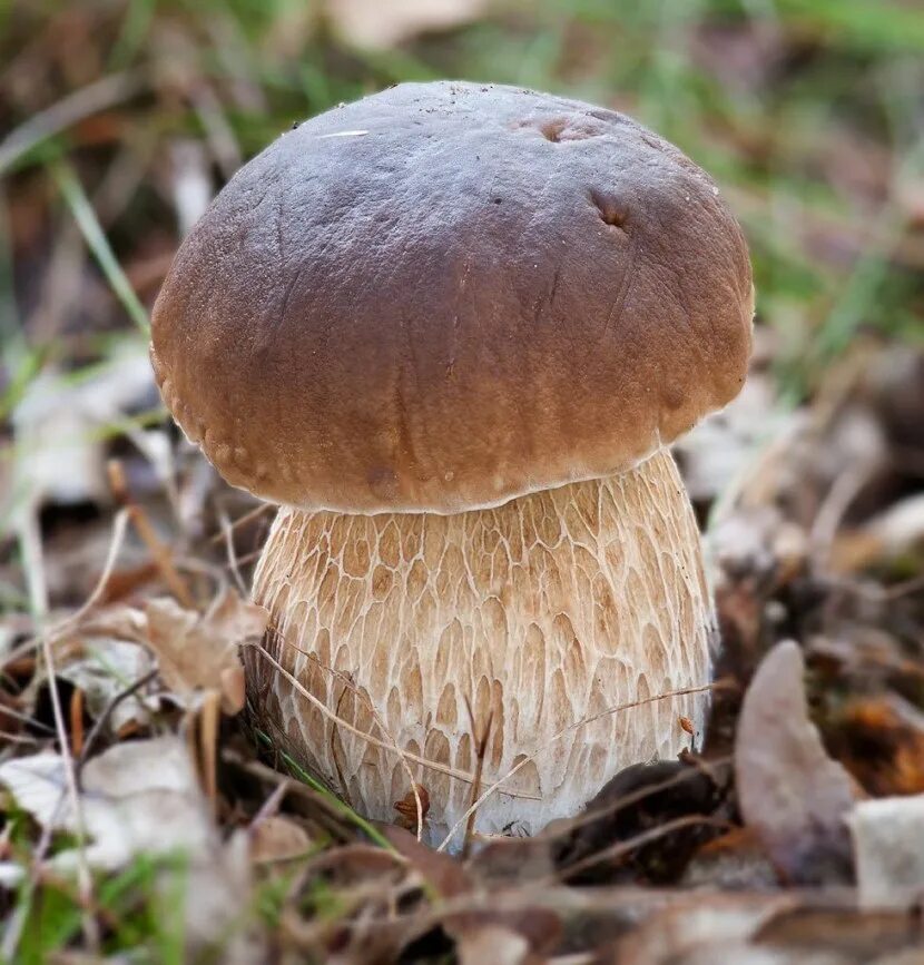 Боровик фехтнера boletus fechtneri. Как выглядит гриб боровик фото. Белый гриб боровик. Как выглядит гриб боровик фото. Как выглядит гриб боровик фото.