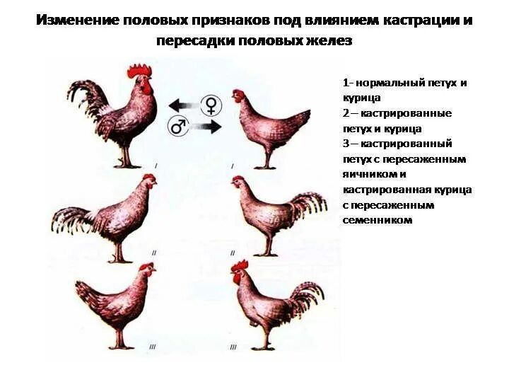 Как определить петух или курица. Отличить курочку от петушка в 1 месяц. как отличить петушка от курочки в 4 месяца. как отличить петушка от курочки в возрасте 2 месяцев. как отличить кур от петухов в 4 месяца.