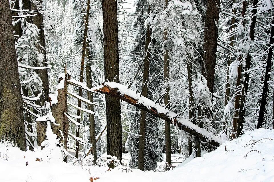 В лесу зимой можно. Лес в снегу. Поваленное дерево зимой. Поваленное дерево в лесу. Поваленное дерево в зимнем лесу.