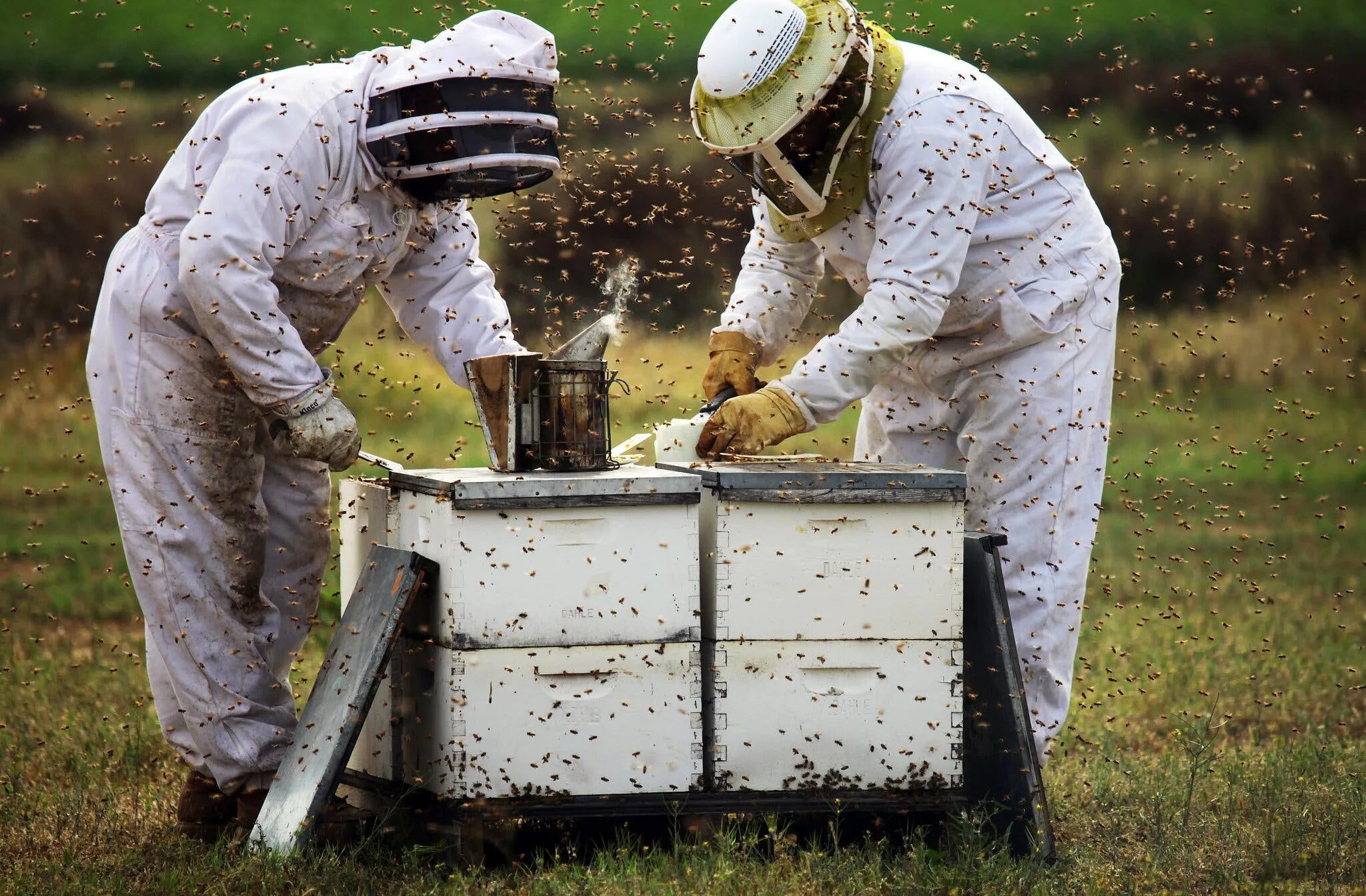 Что делает пчеловод. Пчеловод профессия. Пчеловод (Пасечник) профессия. Пчелы пасека. Пчеловод на пасеке.