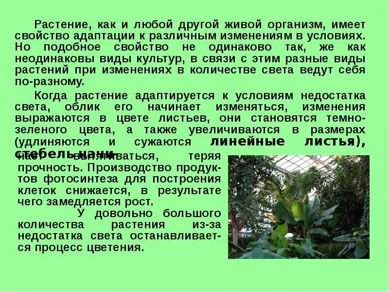 Живой организм обладает свойствами. Свойство растений адаптировать. Доклад на растения старого света. Жизнь жизнь комнатных растений. Как растения адаптируются к недостатку света.