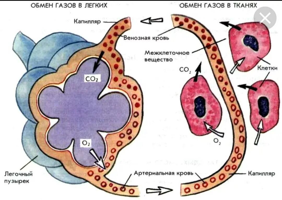 Как называется процесс в легких. Дыхательная система система биология 8 класс. Система органов дыхания. Легкие внешнее дыхание. Функции дыхательной системы.