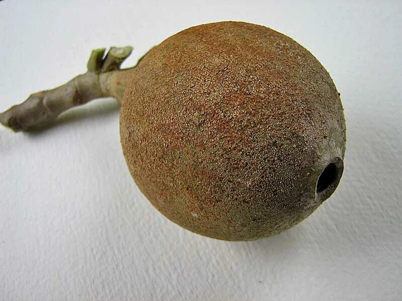 Генипа американская джагуа. Генип фрукт. Генипа фрукт. Генип фрукт. Фрукты американо.