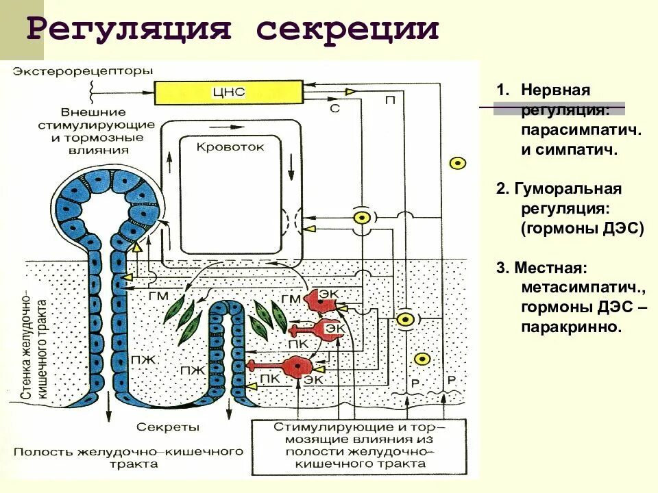 Какая нервная система угнетает секрецию пищеварительных соков