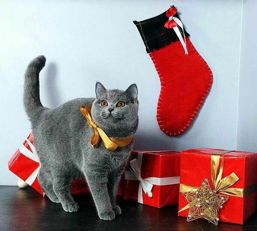 Новогодний котик. Новогодний британский кот. Подарок кошке на новый год. Новогодние е Британ кие котя.