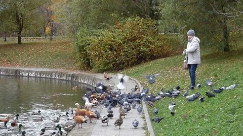Утки в городе ижевск
