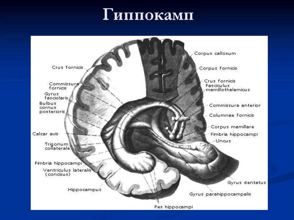 Что такое гиппокамп. Гиппокамп анатомия. аммонов рог гиппокампа. гиппокамп анатомия функции. гиппокампальные структуры мозга.