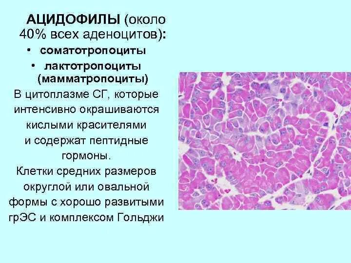 Ацидофильными называют структуры воспринимающие красители