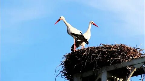 Лакомство аистов