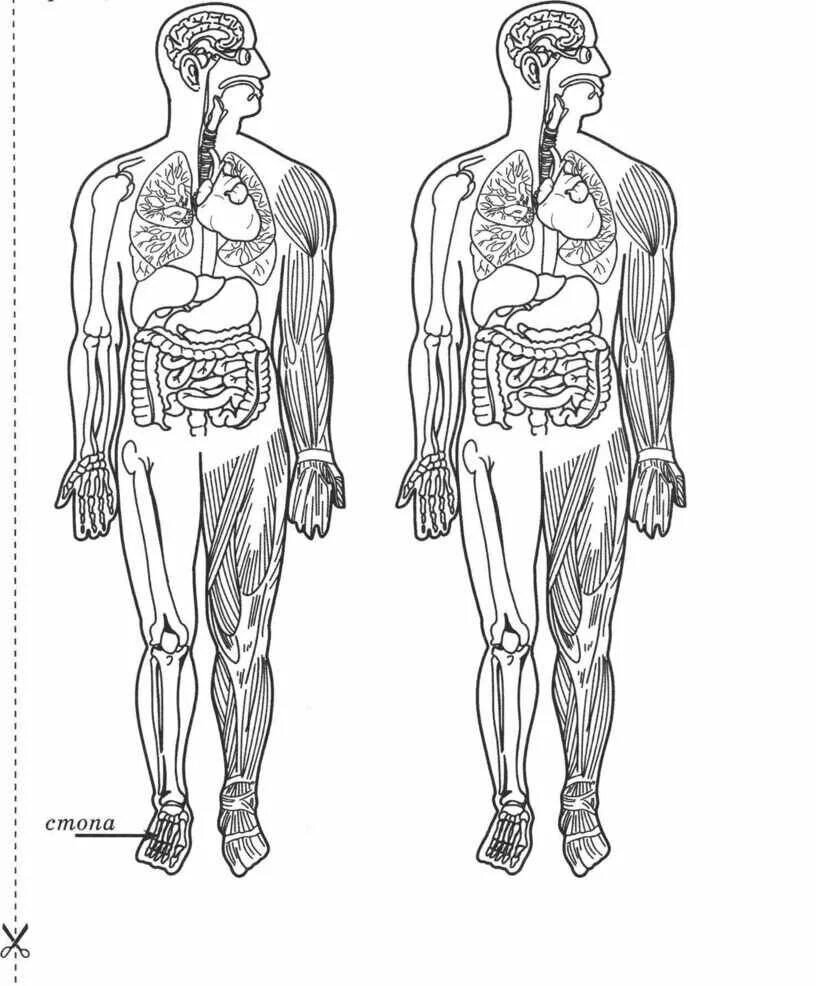 Схема строения человека 4 класс впр. Строение тела человека. Рассмотри изображение человека. Изображение человека ВПР. Схема строения человека ВПР.