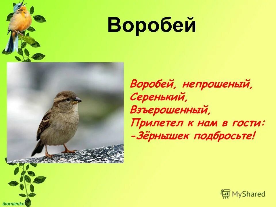 Воробей презентация. Предложение про воробья. Загадка про воробья для дошкольников. Слайды про воробья для детей. Воробей воробьи 2 класс русский язык