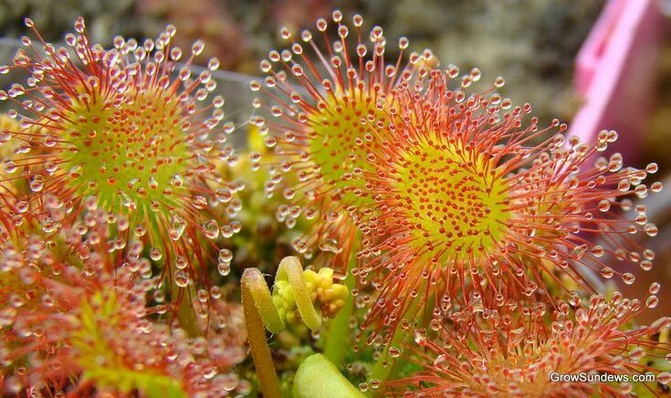 Top 10 Deadly And Fascinating Carnivorous Plants Vleesetende planten, Planten, I