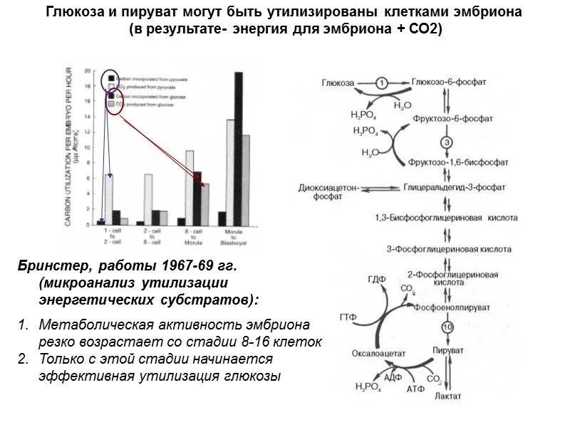 Чашка петри оплодотворение. Среда для эмбрионов. Среда для эмбрионов. Среда для эмбрионов. Ооо селл.