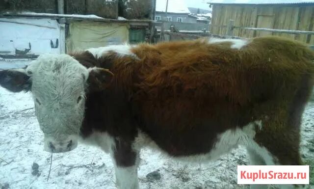 Купить телят в челябинской области. Порода Герефорд бычки. Бычок 1 месяц Герефорд. Бычок 230 кг. Бык Герефорд фото.