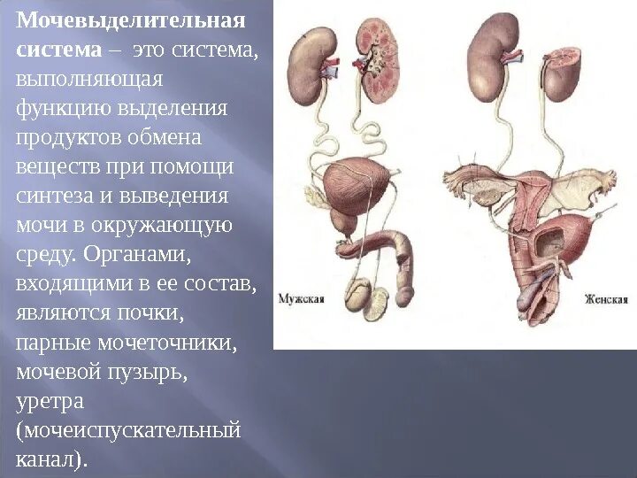 Система мочевых органов состоит. Функции мочевой системы человека. Мочевыделительная система строение органов. Мочевыделительная система человека строение и функции. Какие органы принимают участие в выделении