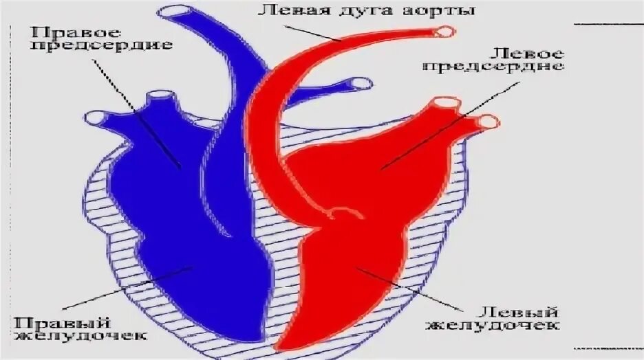 Какая кровь у млекопитающих животных. Сердце дельфина строение. Кобра строение сердца. Строение сердца голубя. Сердце змеи строение.