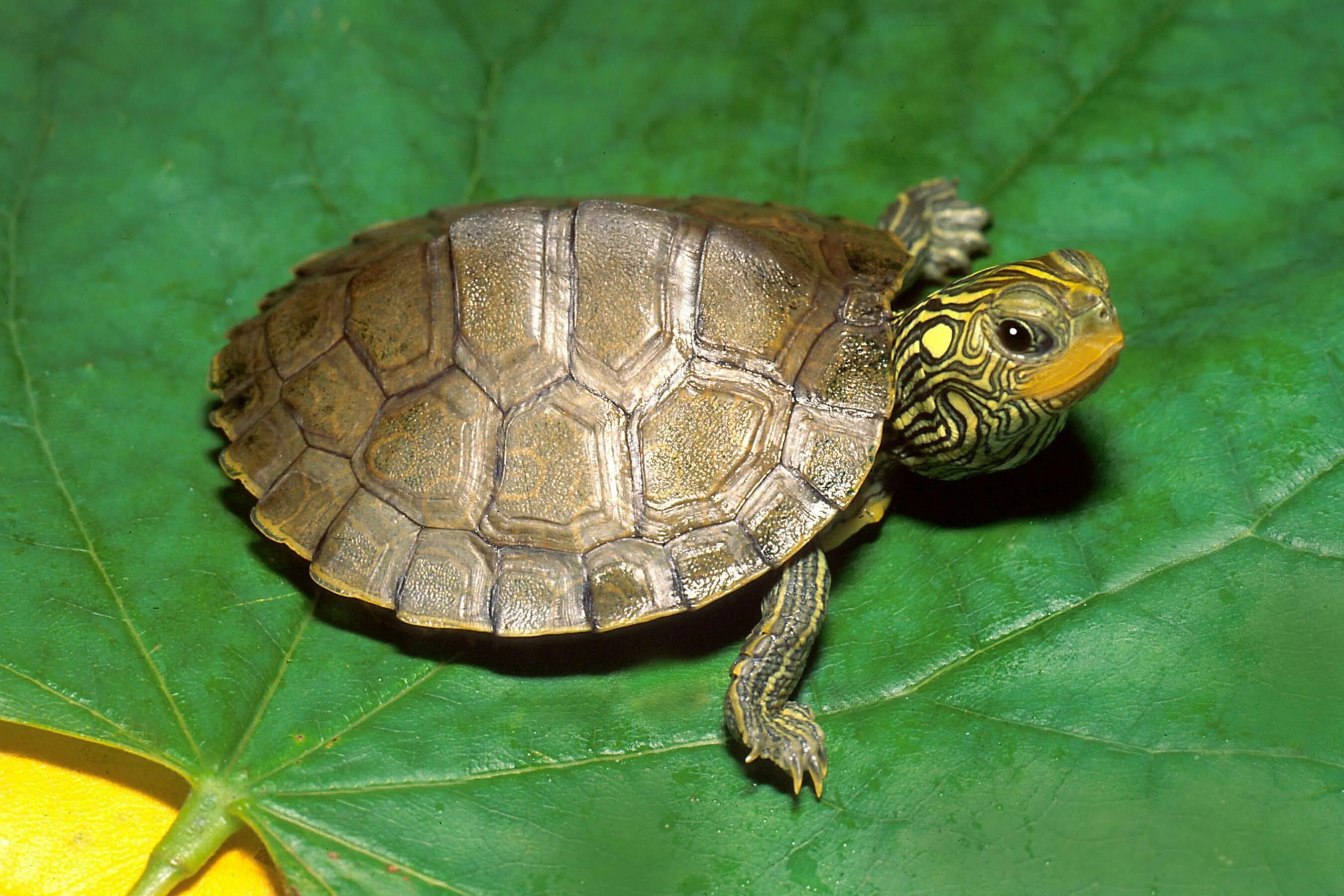 Pfquest turtle