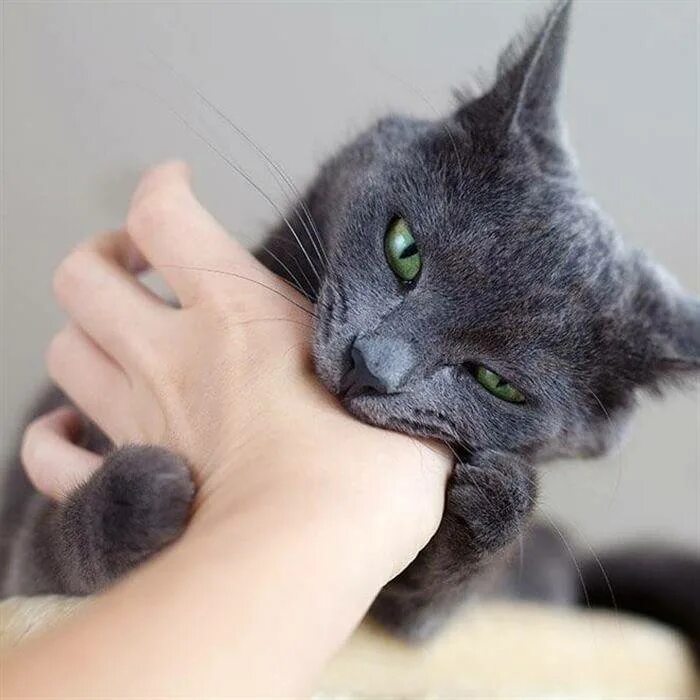 Котенок 3 месяца кусается. Кот кусается. котики кусаются. котенок кусь. кусачая кошка.