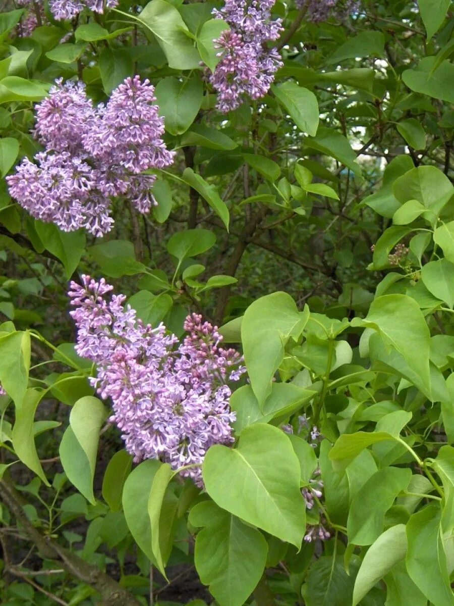 Сирень особенности. Сирень Syringa vulgaris. Сирень обыкновенная Сиринга вульгарис.