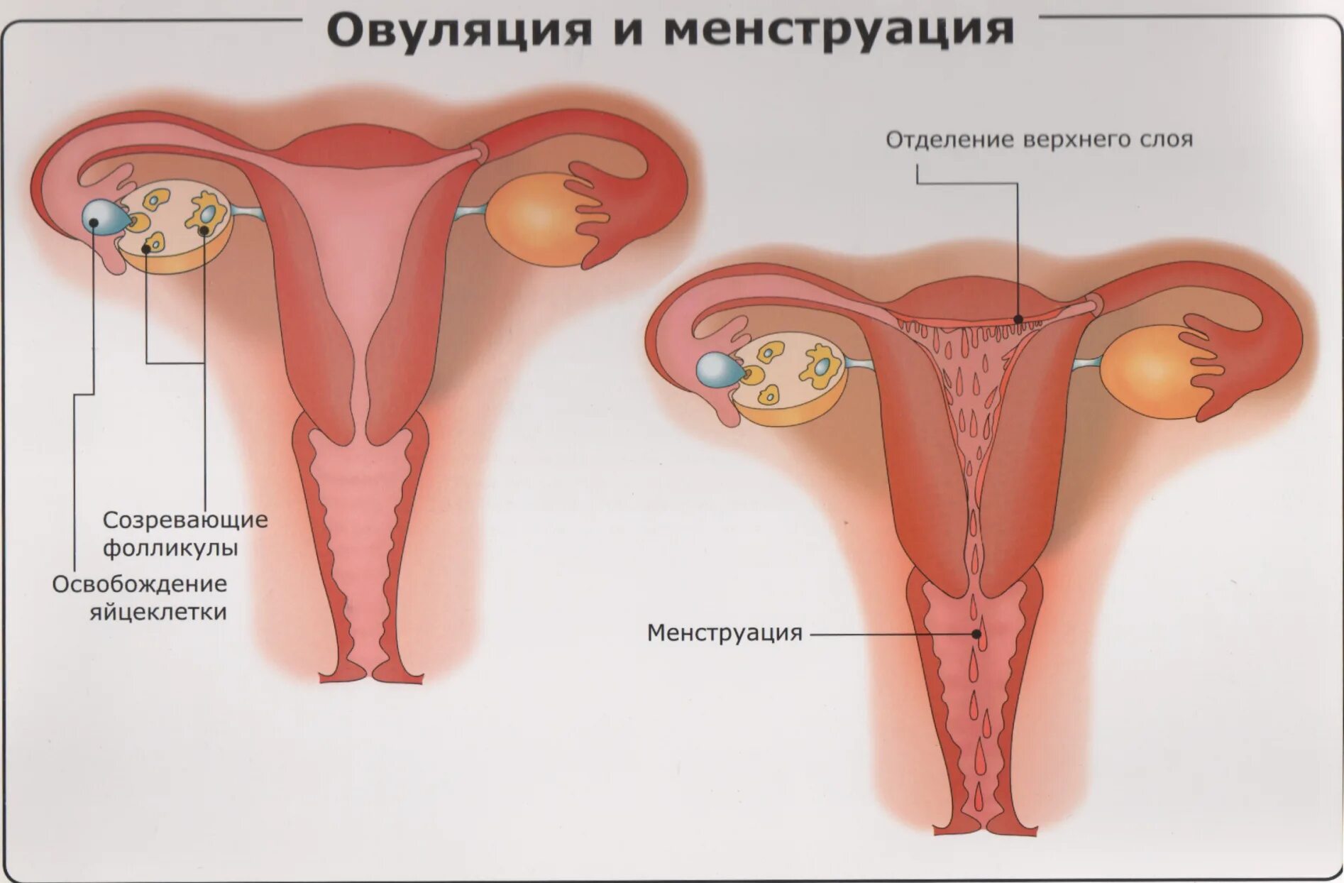 Что происходит во время месячных