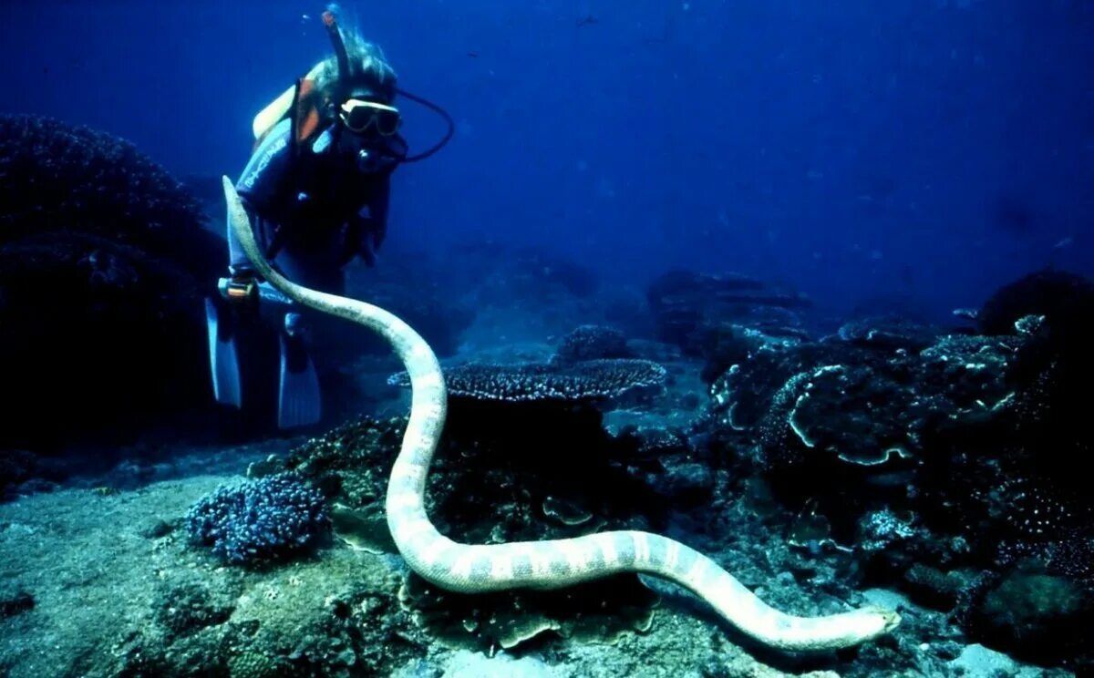 Большие морские змеи. Морская змея мурена. Морская змея белчера. Морской крайт змея. Морская змея пеламида.