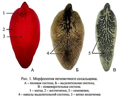 Выделительная система сосальщиков
