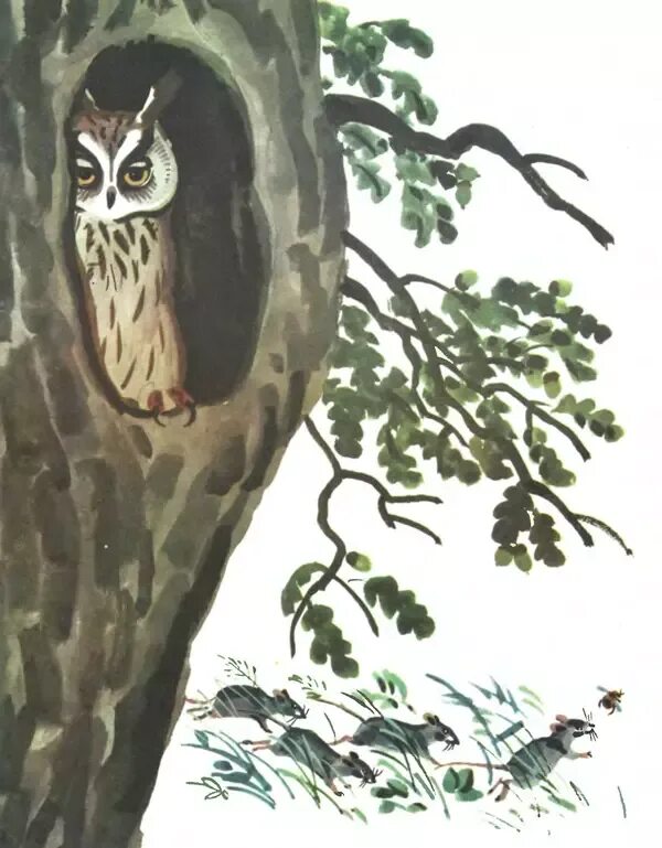 Картинка сова бианки. Виталий бианки сова. сова виталий бианки старик. бианки в. &quot;сова&quot;. сказка сова бианки.