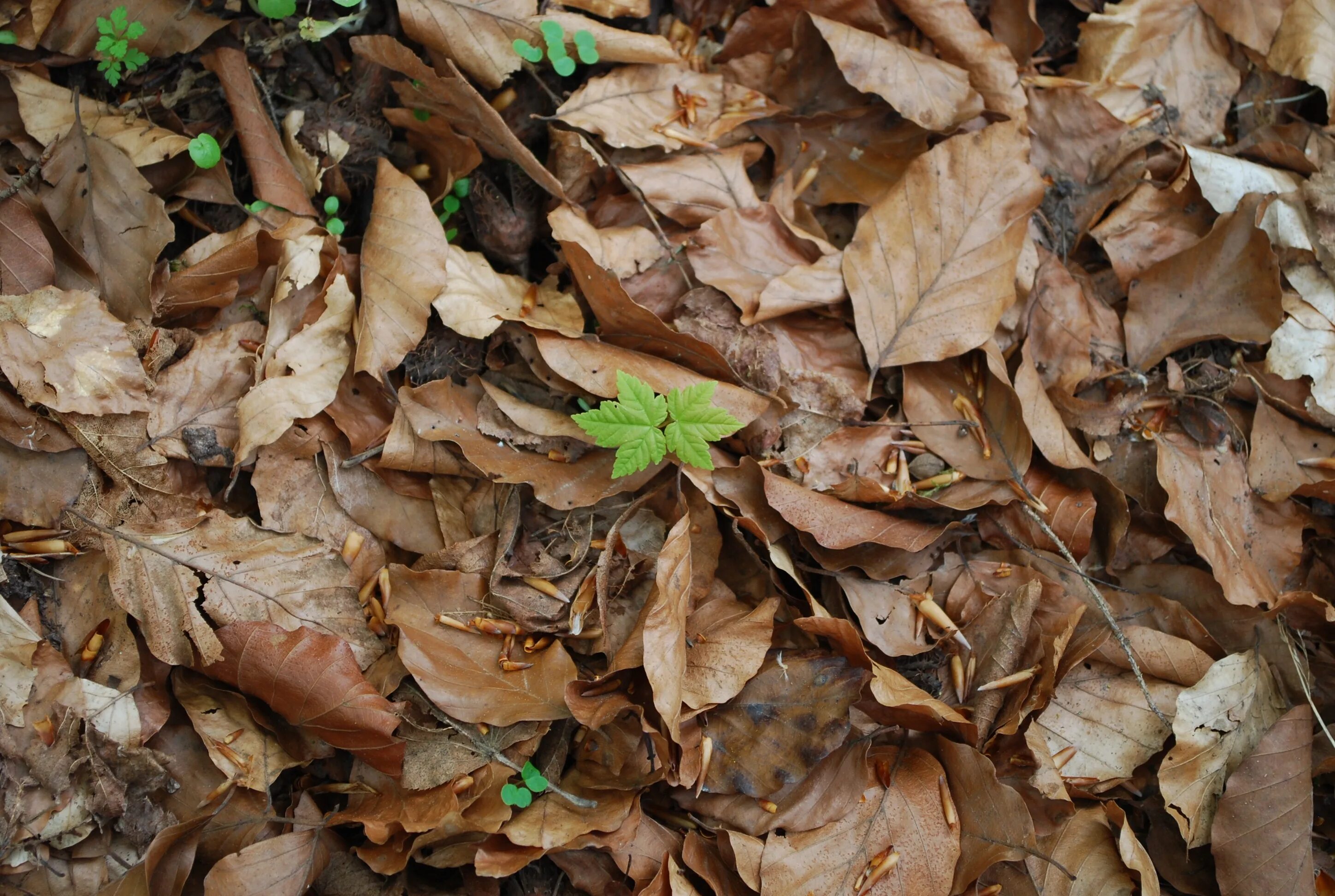 Листовой опад это. Листовой опад. Много листьев. Осенние листья на полу. Пол листа.