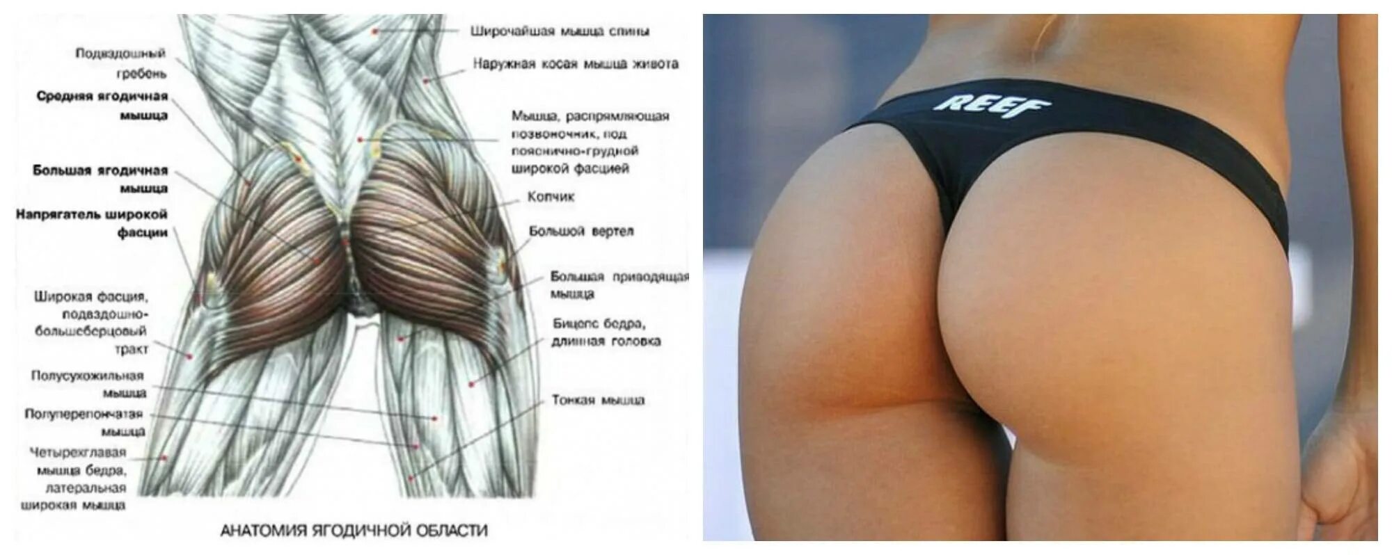 Большие красивые ягодицы девушек. Ягодичные мышцы анатомия строение. Анатомия ягодичных мышц для женщин. Мышцы ягодиц анатомия и упражнения. Ягодичные мышцы анатомия строение упражнения.