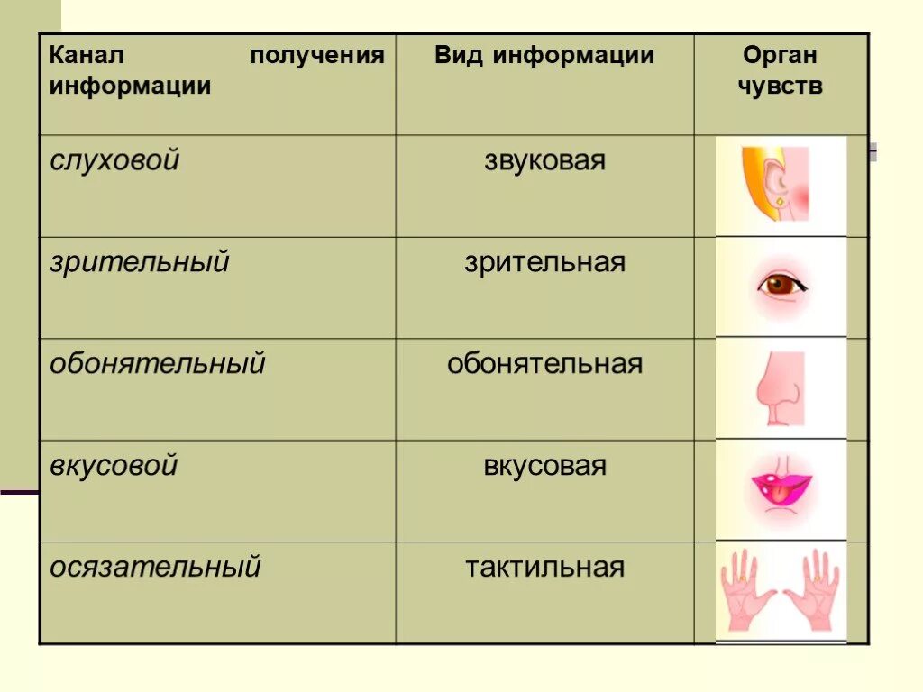 Новые способы получения информации. Каналы получения информации. Источники и каналы получения информации. Виды получения информации человеком. Каналы получения информации человеком.