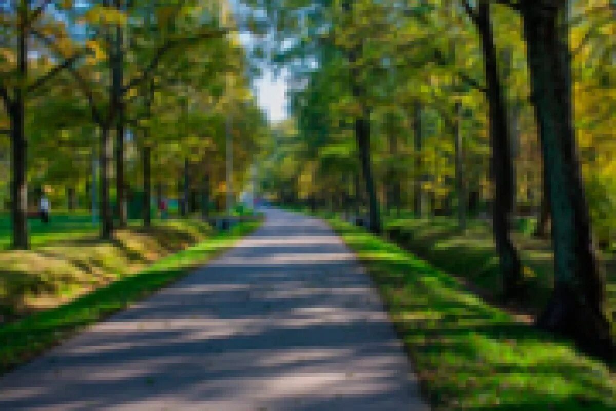 Тимирязевский парк москва. Аллея дубки. Аллея дубки. Парк дубки санкт-петербург. Парк дубки дубовая аллея наследие юнеско.