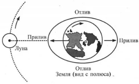 Почему возникают приливы и отливы