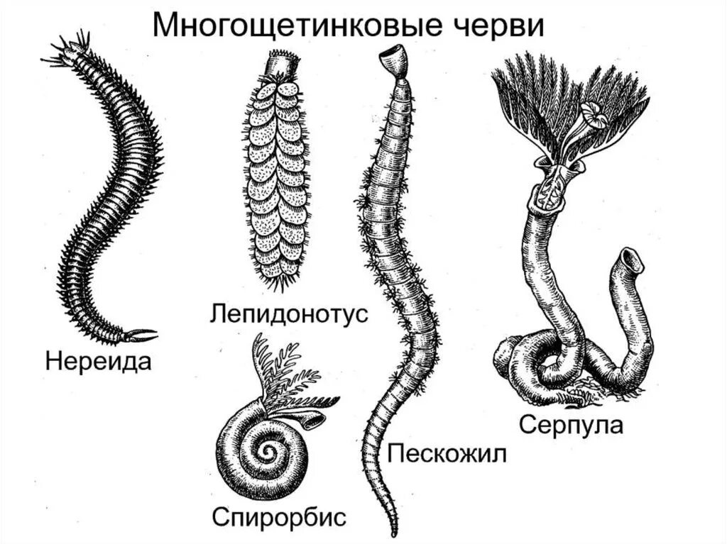 Кольчатые черви примеры животных названия. Морские многощетинковые кольчатые черви. Представители многощетинковых кольчатых червей.