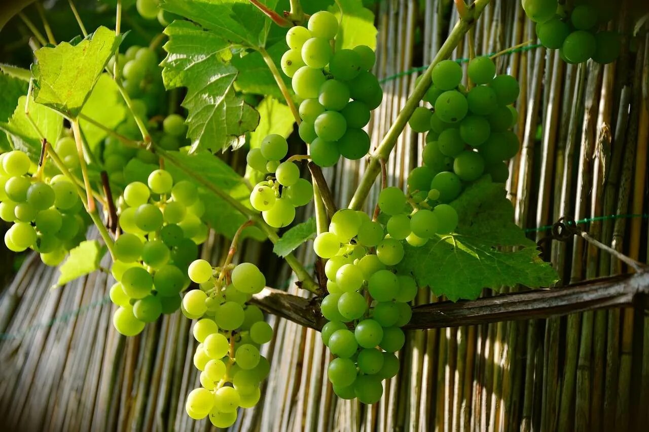 Мыши виноград. Совиньон зеленый виноград. ЧХАВЕРИ виноград. Сорта зеленого винограда Тоффи. Виноград великан зеленый.