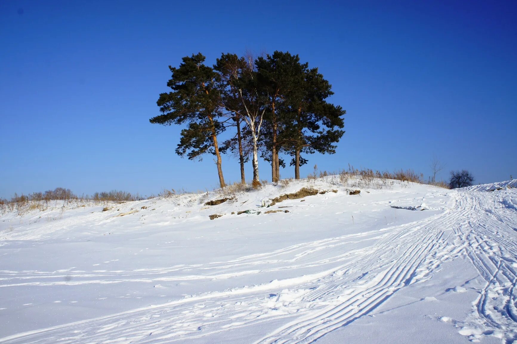 ульяновск три сосны. муромская дорога три сосны. муромская дорога три сосны. сосна обыкновенная габитус. три сосны муром.