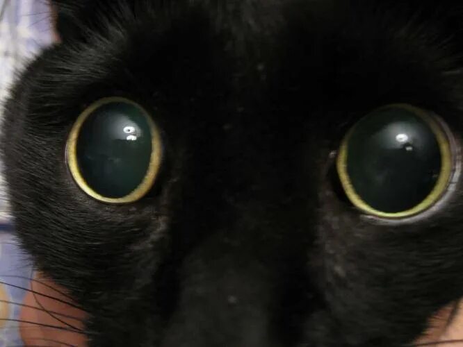 Глазки шире. Кошка с большими зрачками.