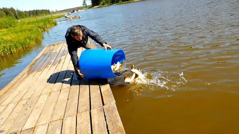 Крх барыбино русфишинг. Зарыбление пруда карпом. Карп Десногорское водохранилище. Краснопресненские пруды рыбалка. Рукав для зарыбления водоема.