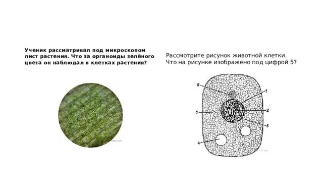 Клетка впр