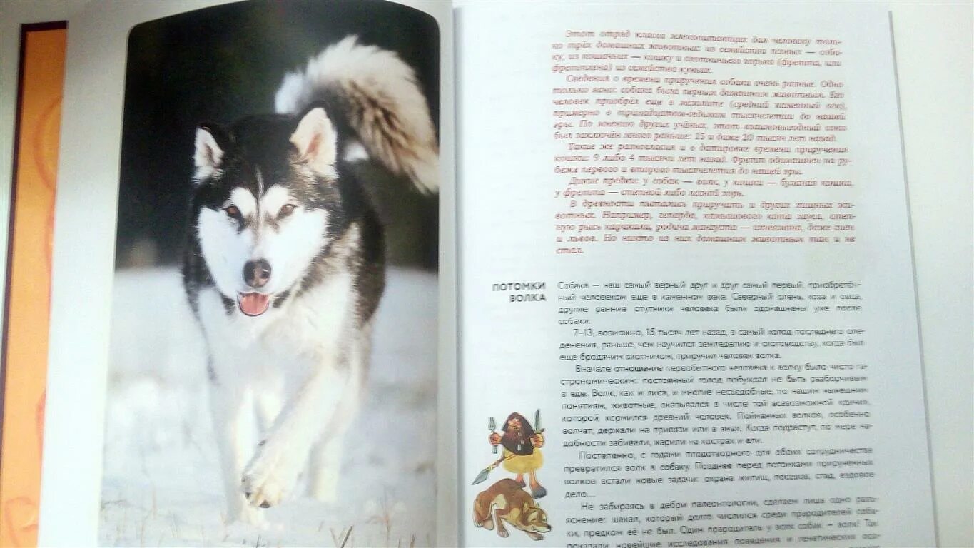 Где жил чинк со своим хозяином найдите. Сеттон томпсон чинк. чинк сетон-томпсон план. план по рассказу чинк.