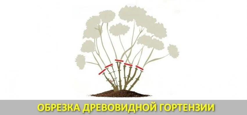 Как правильно обрезать древовидную. Схема обрезки древовидной гортензии. Обрезка гортензии метельчатой. Обрезка древовидной гортензии осенью схема. Схема обрезки древовидной гортензии осенью.