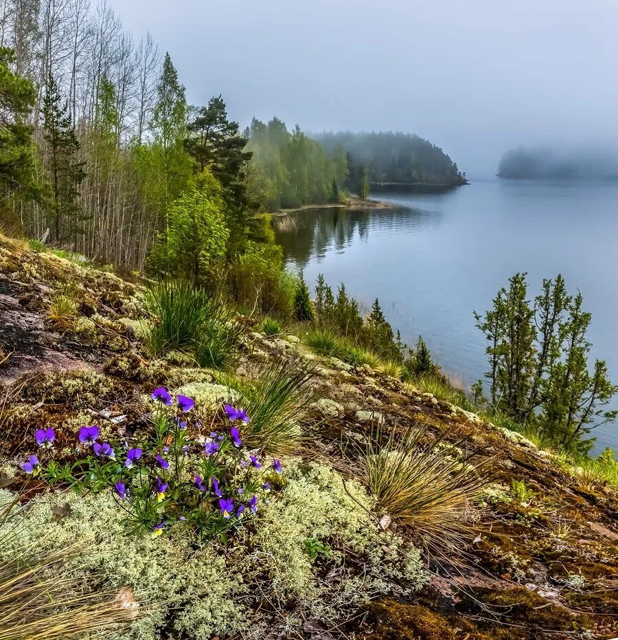 Природа республики карелия. Фёдор Лашков Карелия. Карелия лес Ладога.