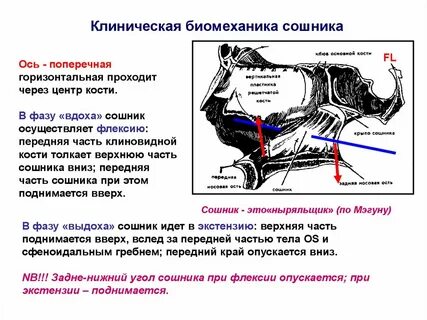 Поперечно горизонтальный