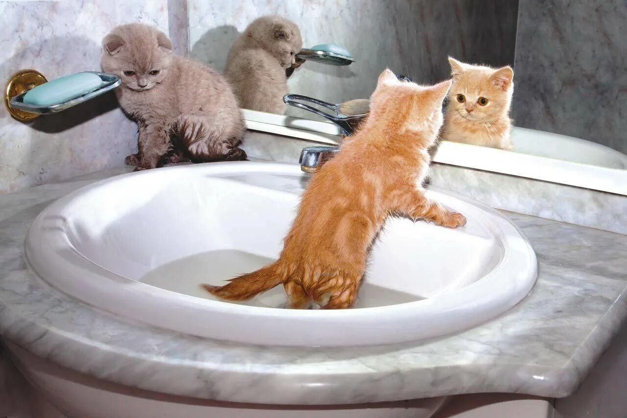 Кошка после купания. Котик в ванной. Котенок купается. Кот в ванне. Котенок в раковине.